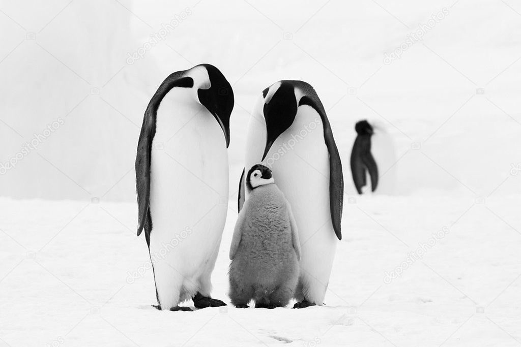 depositphotos_2810308-stock-photo-emperor-penguin-family