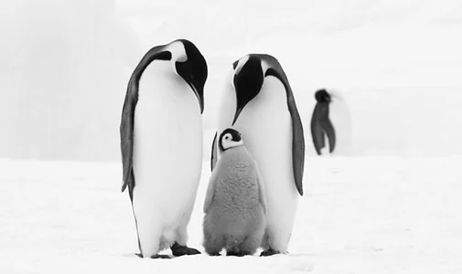 Famille